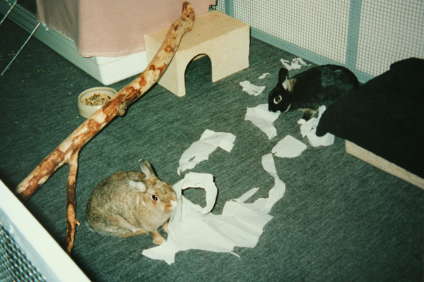 Luis_Limes_Papierzerfetzen