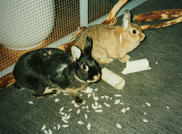 Luis_Limes_Papprolle