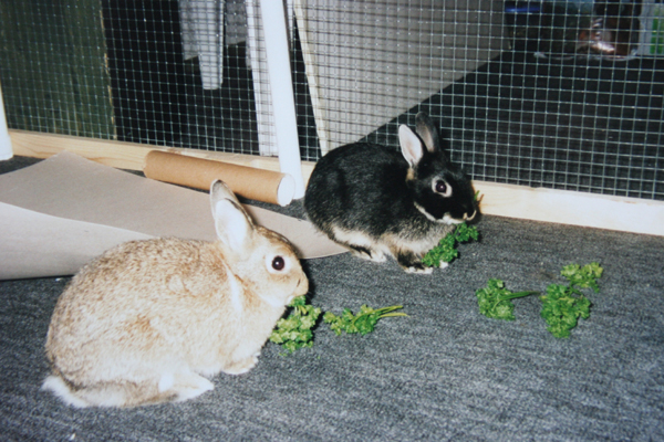 Luis_Limes_Petersilie