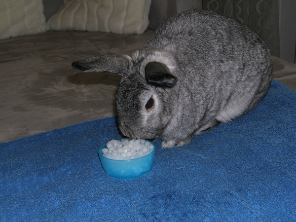 Lupo frisst Eis-1