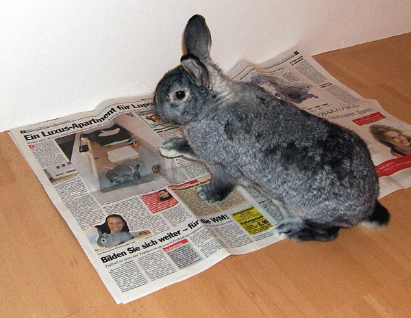 Lupo_Zeitung-1