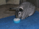 Lupo frisst Eis-1