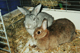 Lupo_Limes-1