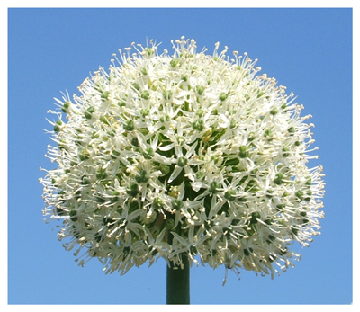 Kugelblume_2