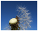 Pusteblume_1