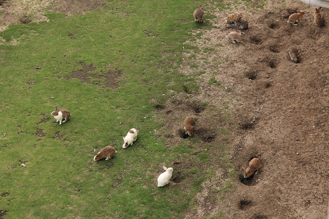 Rabbit-Island-2017_11