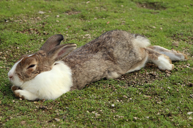 Rabbit-Island-2017_12