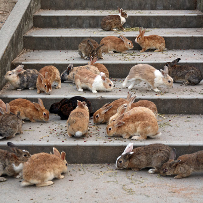 Rabbit-Island-2017_13