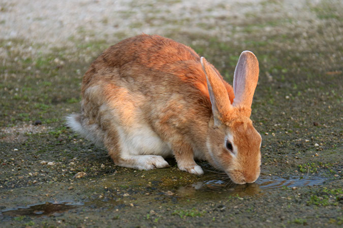 Rabbit-Island-2017_15