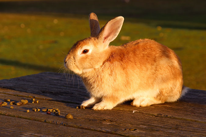 Rabbit-Island-2017_16