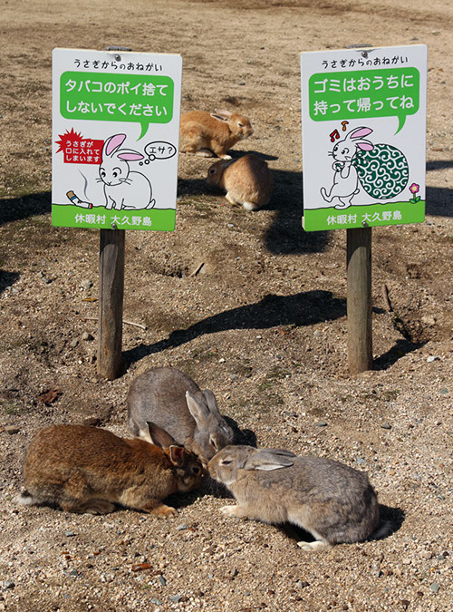 Rabbit-Island-2017_19