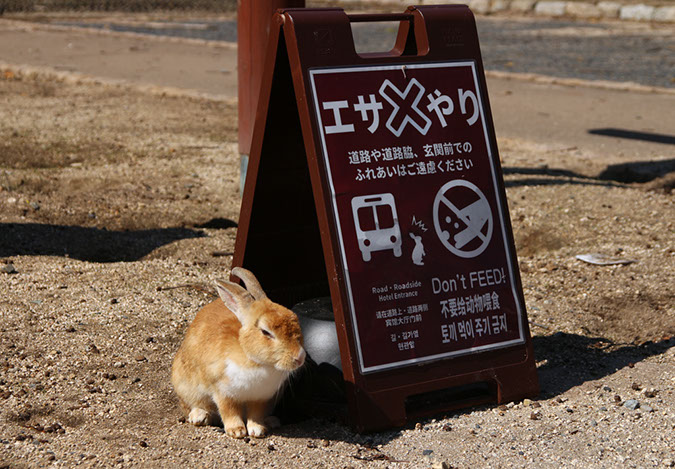 Rabbit-Island-2017_22