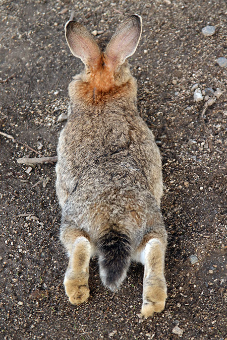 Rabbit-Island-2017_23