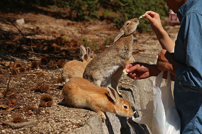 Rabbit-Island-2017_24