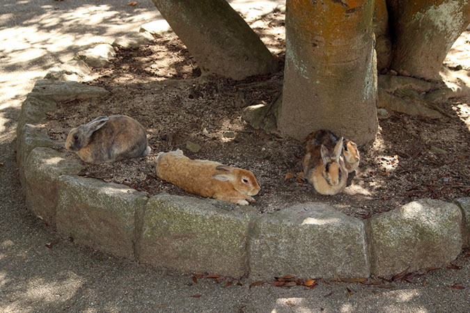 Rabbit-Island-2017_25