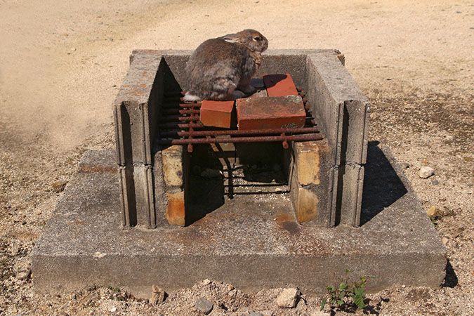 Rabbit-Island-2017_27