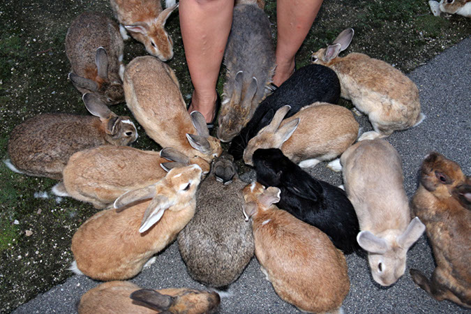 Rabbit-Island-2017_28