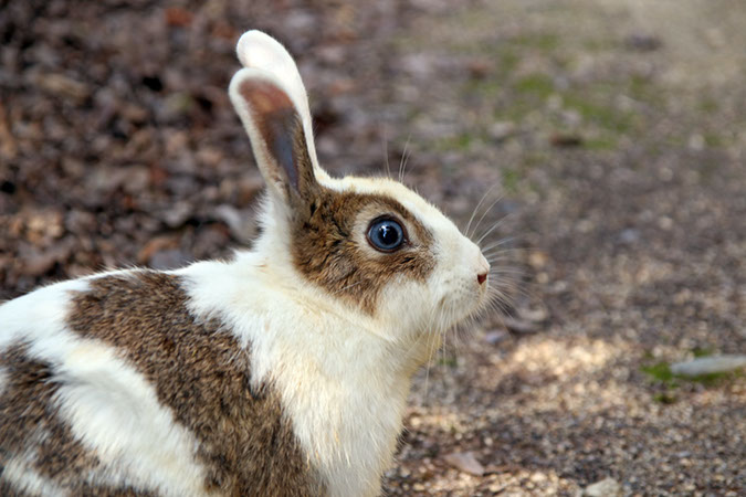 Rabbit-Island-2017_29