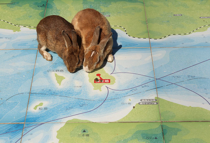 Rabbit-Island-2017_30