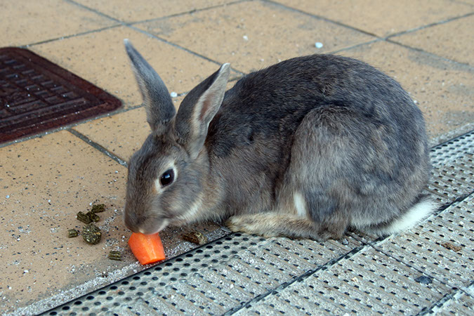 Rabbit-Island-2017_31