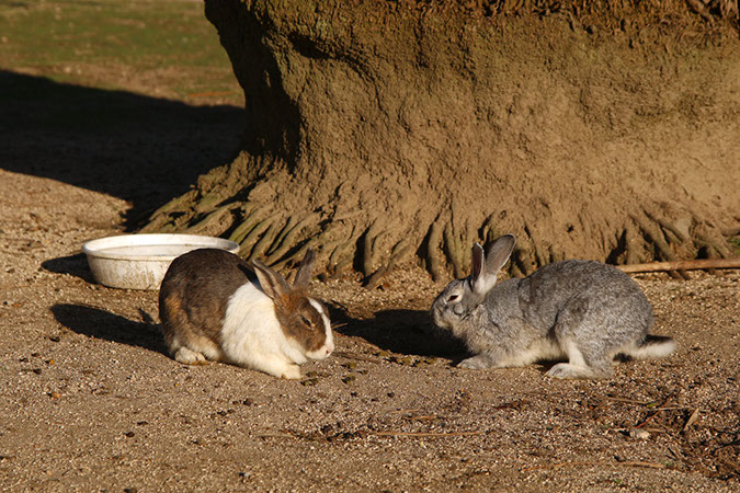 Rabbit-Island-2017_33