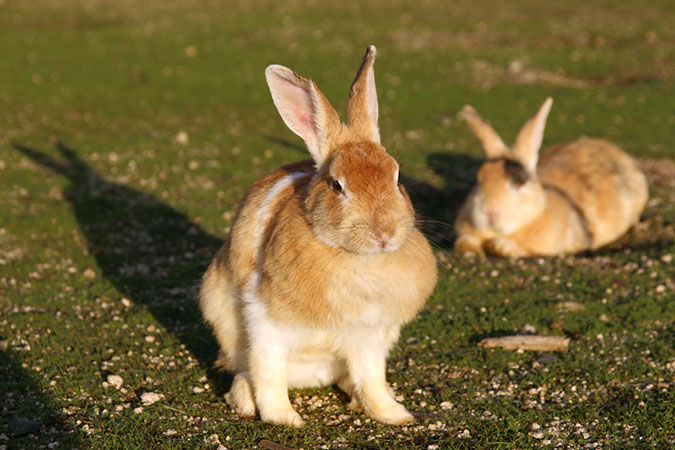 Rabbit-Island-2017_34