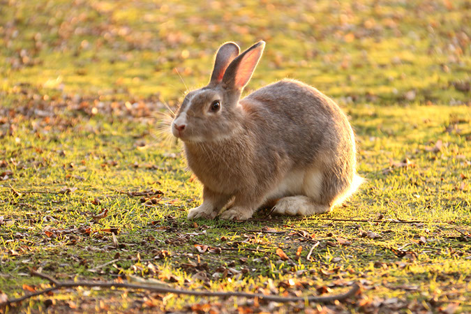Rabbit-Island-2017_35