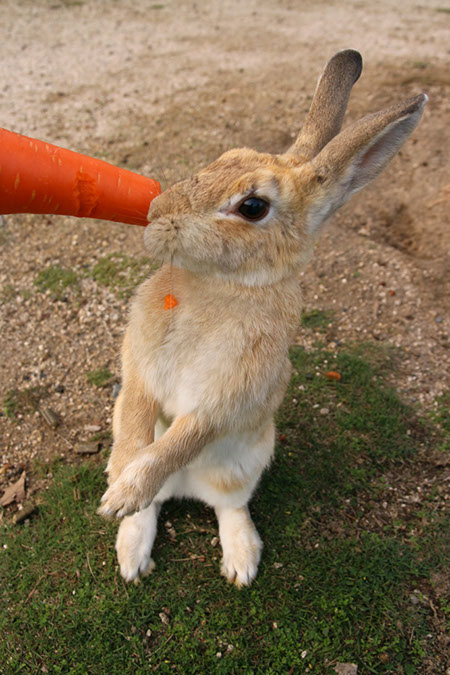 Rabbit-Island-2017_37