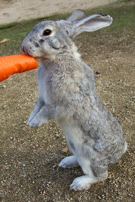 Rabbit-Island-2017_38