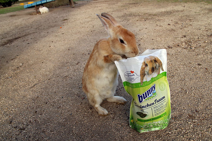 Rabbit-Island-2017_40