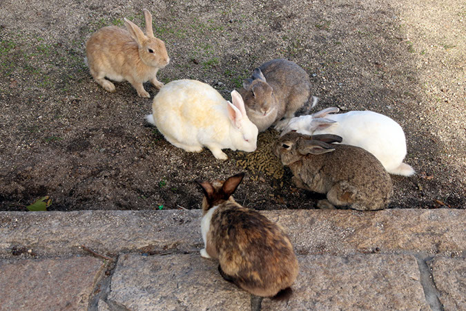 Rabbit-Island-2017_42