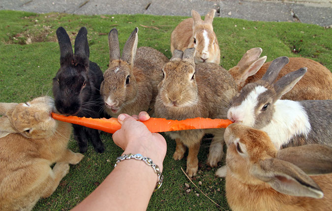 Rabbit-Island-2017_43