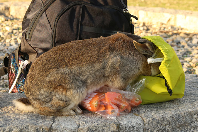 Rabbit-Island-2017_44