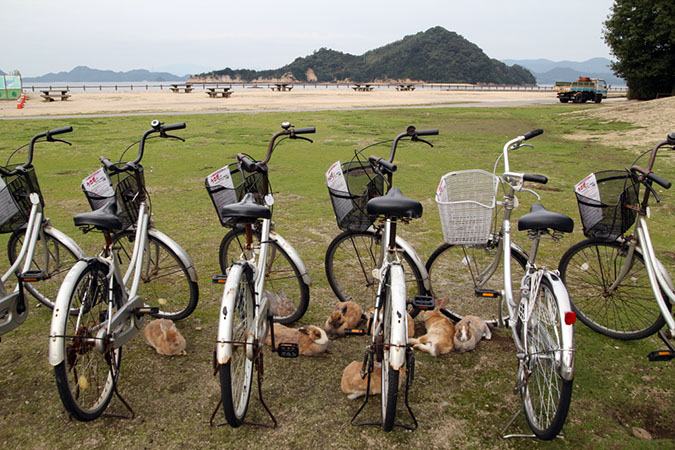 Rabbit-Island-2018_09