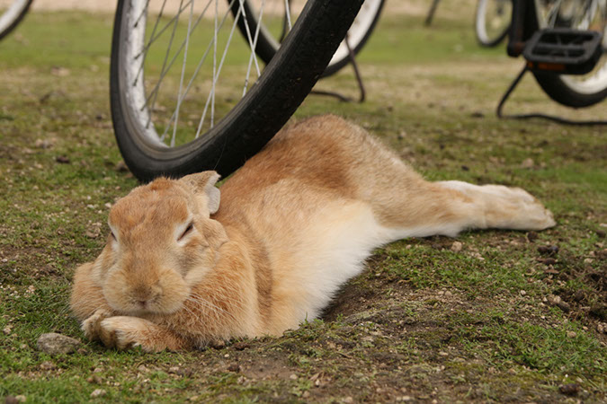 Rabbit-Island-2018_10