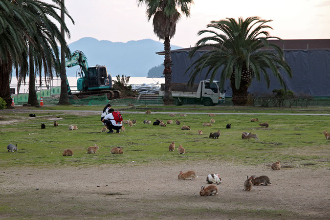 Rabbit-Island-2018_11