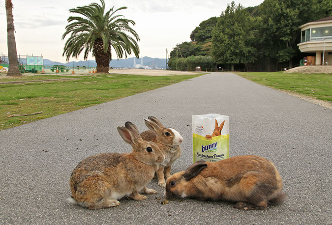 Rabbit-Island-2018_12