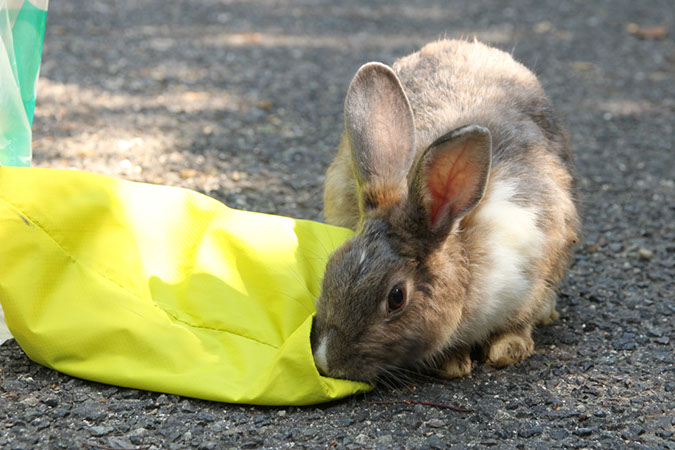 Rabbit-Island-2018_13