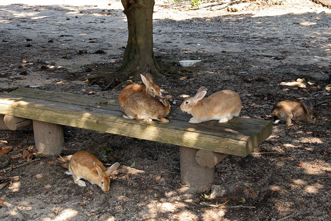 Rabbit-Island-2018_14