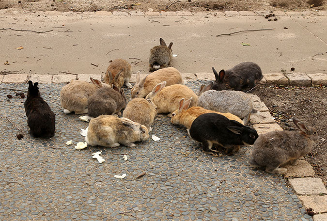 Rabbit-Island-2018_15