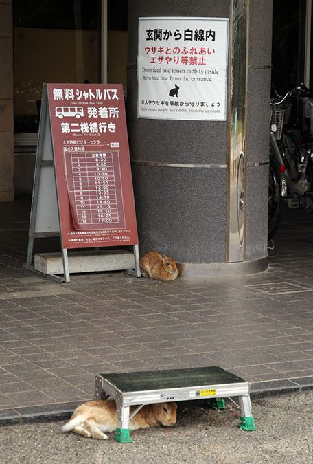 Rabbit-Island-2018_16