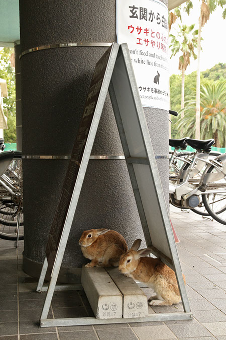 Rabbit-Island-2018_17