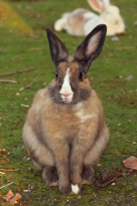 Rabbit-Island-2018_18