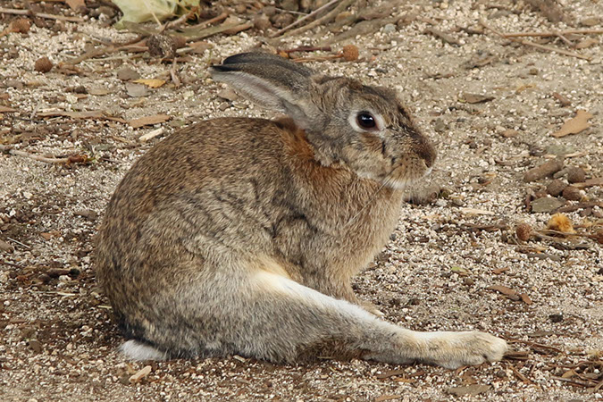 Rabbit-Island-2018_19