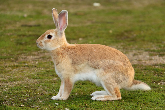 Rabbit-Island-2018_20