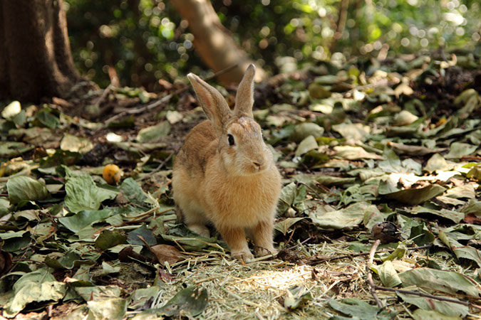 Rabbit-Island-2018_21