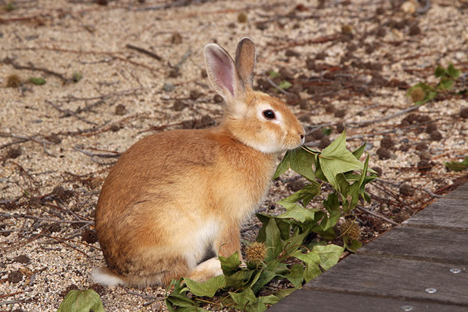 Rabbit-Island-2018_22