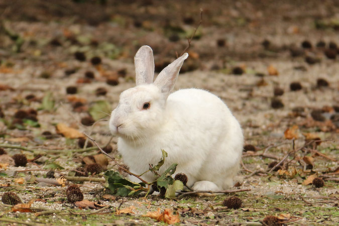 Rabbit-Island-2018_23