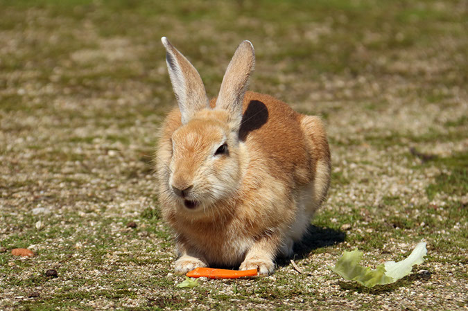 Rabbit-Island-2018_24