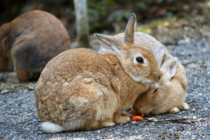Rabbit-Island-2018_25